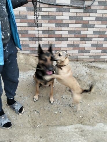 gencede it satisi: Alman çoban iti, 2 il, Dişi, Peyvəndli, Ünvandan götürmə — 5