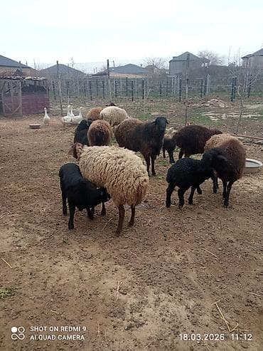 it yem: 5 can birinci ikinci qarına olan quzulu və iki yaş yarımlıq qoç — 8