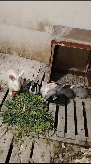 Yeni doğulmuşdan ev şəraitində böyüdülmüş dovşanlar 9bala 1 ana dovsan