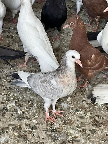 ucuz quşlar: Salam tergizme quwlardi oz quwlarmdi pul Lazm olduqu ucun satram her — 8