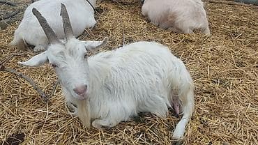 sut: Hövsan Türkan ərazisinə çatdırılma litri 5 AZN. Ünvandan gəlib — 1