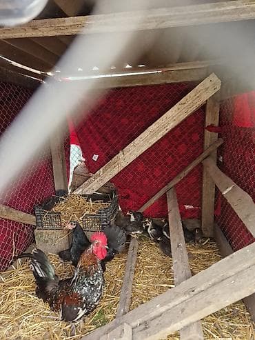 ev heyvanları satışı: Toyuq cücələri, Damazlıq, Ödənişli çatdırılma — 2