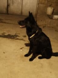 çau çau iti: 9 месяцев, Самка, Платная доставка — 7