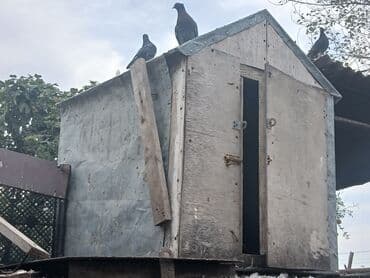 göyərçin yuvaları: Taxta göyərçin yuvası/loftu - Material: qalın kontrplak və sinklənmiş — 2