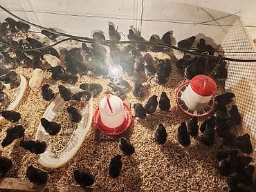 cuce satisi 2019: Toyuq cücələri, Damazlıq — 2