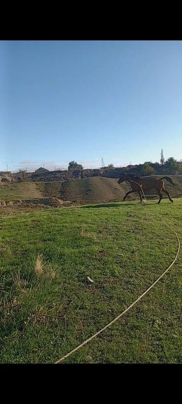 heyvanlara verilen xususi adlar: Satılır: 5 yaşındadı 2 bala verib minik atıdır cəld heyvandı yorğası — 4
