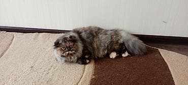 Heyvanlar üçün mallar: Fars, Dişi — 2