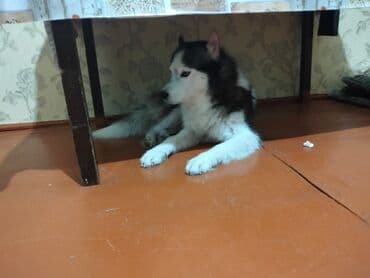 keci dərisi: Xaski, Dişi, Peyvəndli, Ünvandan götürmə, Pulsuz çatdırılma, Ödənişli çatdırılma — 1