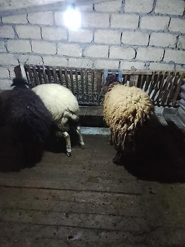 qoyunu: 3bas erkək toglular satılır öz qapı heyvanlarimdi arpa yemiş — 6