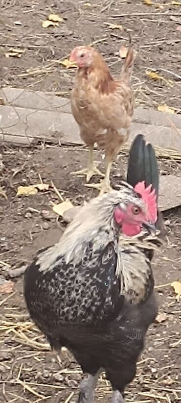 heyrati fərə: Məhsul: Yerli qarışıq cins toyuq və xoruzlar Təsvir: - Həyət — 4