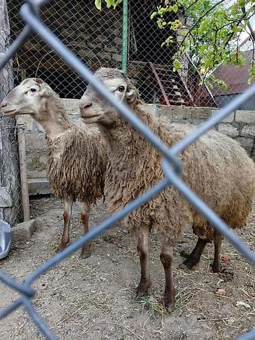 tutuquşu yemi: Salam aleykum 2 baş erkek qoyun satılır şəkilərdə gördüyünüz kimi — 7