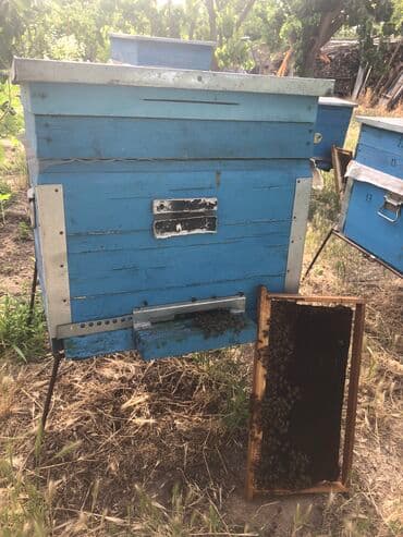 Yemlər: Yeni 2 mərtəbə arı yeşikləri, ramkaları, yem qabı, oturacağı — 3