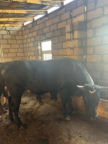 lalafo keci satisi: Satışda ətlik qaramal – bir neçə baş erkək heyvan. Xüsusiyyətlər: - — 6