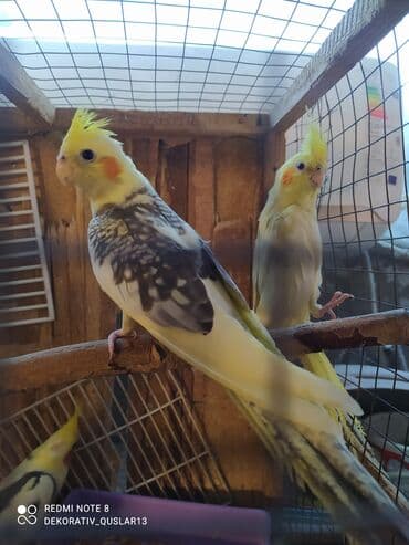 danişan quş: Salam bayram endi̇ri̇mləri̇ davam edi̇r . Bi̇ldi̇rmək i̇stərdi̇mki̇ — 11