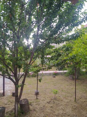 qəbələ ev kiraye: 2 otaqlı, 100 kv. m, Orta təmir — 3
