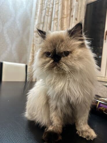 van pişiyi qiymeti: Fars, Dişi, Yaxşı əllərə, Ünvandan götürmə — 2