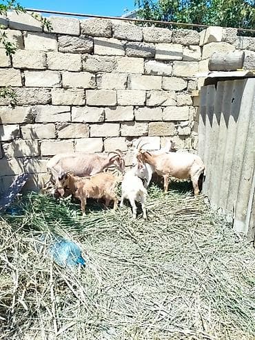 balaca quzu: Əkiz balali sanənlər satilir biri 1 ci qarina doğub əkiz biri 2 ci — 5