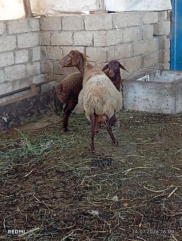 mal heyvan: Super damazdiq hevanlardi ana bala qoyun qoyun ekiz dogan qoyundu — 5