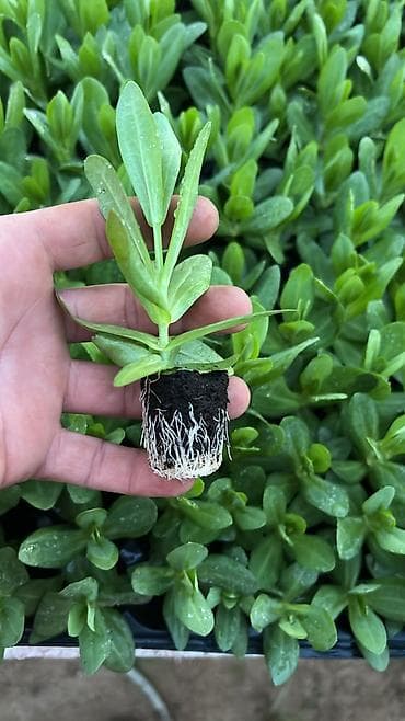 Bitki dərmanları: Lisianthus (Eustoma) fidanları – rəngli kəsim və bağ gülləri Eustoma — 2