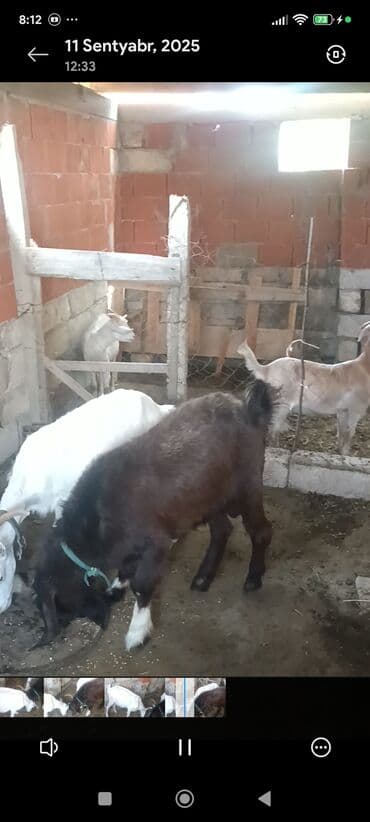 Ягнята: Məhsul: Südlük keçilər Təsvir: - Şəkillərdə bir neçə baş keçi — 5