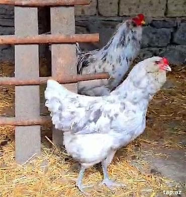 Xoruz, il: 1, Pulsuz çatdırılma