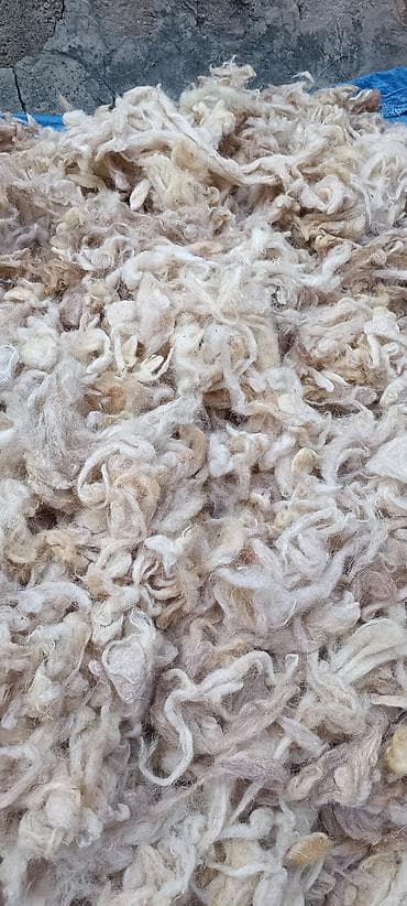 Təbii qoyun yunu – açıq bej və krem tonlarında, uzun lifli, yumşaq və lalafo.az -da Təbii qoyun yunu – açıq bej və krem tonlarında, uzun lifli, yumşaq və