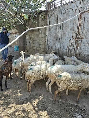 dişi quzu: Qoyun sürüsü satılır - Növ: yerli qarabaş/qoyun mixi (ağ və tünd — 2