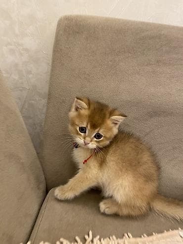 scotland pisik: Şinşilla, Erkək — 2