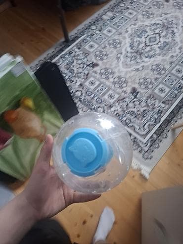 heyvan satisi: Suriya Hamsteri satılır El böyüklükdedir.Elde durur.Üsdünde elave — 3