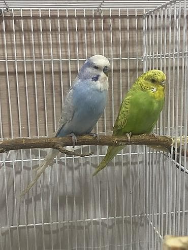 Quşlar: Saqlam cavan cut
Quwlar Razinde — 2