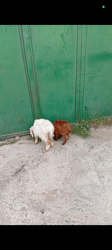 Eşşəklər: Erkey cepis.aq rengde olandi 2 aydan coxdu.yem yeyir — 4