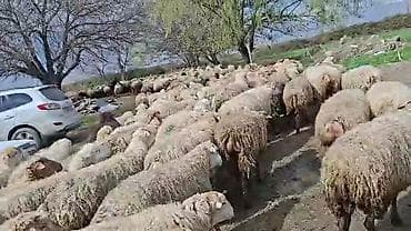 ətlik inək cinsləri: Satış: Qoyun sürüsü 0509813022 - Növ: Qoyun (ana qoyunlar üstünlük — 7