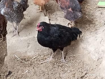 kənd toyuqlarının satışı: Məhsul: Yerli ev toyuqları yummrtayan Təsvir: - Şəkillərdə müxtəlif — 4