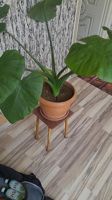 dib: Böyük yarpaqlı otaq bitkisi – Alokaziya (Elephant Ear) saksıda Məhsul — 3