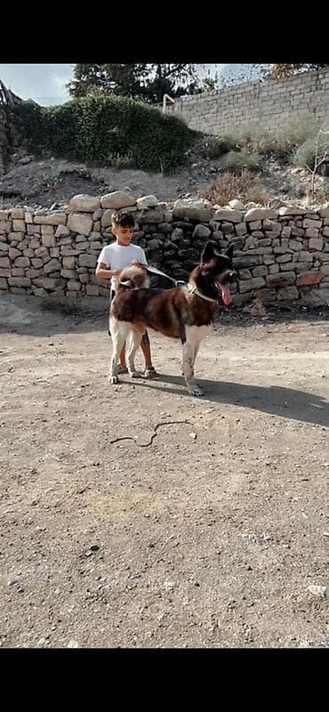 шпиц: Акита-ину, 3 годa, Самец, Для вязки, Платная доставка — 6
