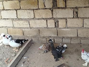 Другие животные: Saglamdilar hamis satilir qiymet danisariq — 3