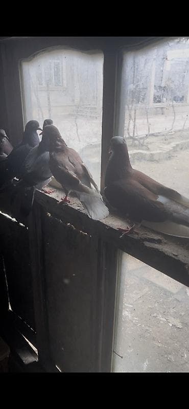 turac quş: 20 dene Heyvandı — 2