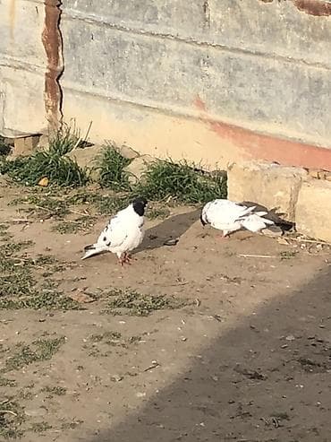 goyerçin: Tergizme quslar satilir bir qusxana 
250 azn 35 dene qusdu — 2