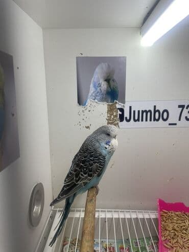 Məhsul: Dalmatin/klassik rəngli dalğıç paraketlər (budaq kanareyası –