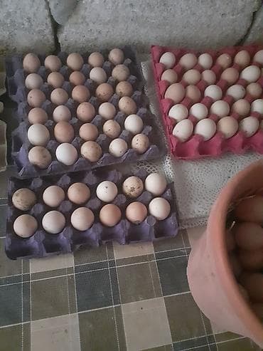 lider toyuq: Toyuq, Yumurtalıq — 3