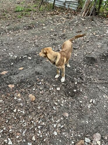 yasil bas ordek: 5 ay, Erkek — 5