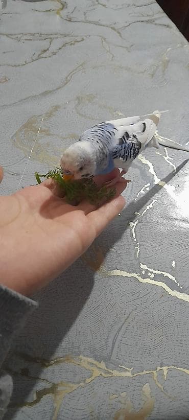 en gozel itler: Ələ öyrəşmiş quşdu fikri ciddi olan vatcapa yazsin sumqayìt — 2