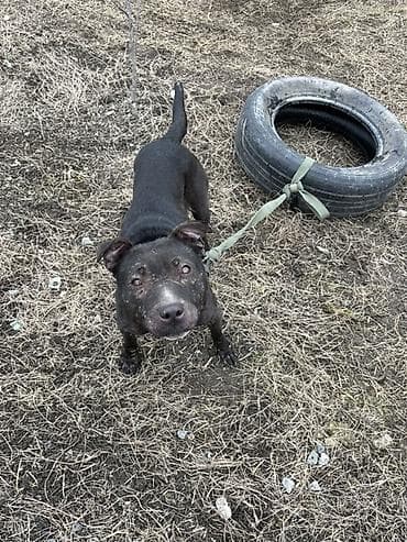 hinduwka satiwi: Pitbul, Erkek — 3