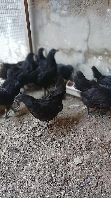 Salam.Temiz gan avstrolop cuceleri, toros xetti. iki ayliqdilar, Ata — 5