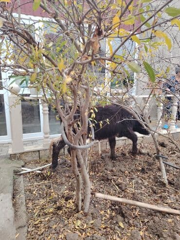 xaski itleri qiymeti: Super saglam damazlig danalar — 5