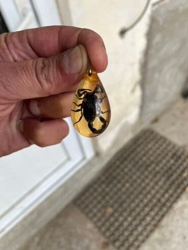 yuxuda qizil sep klon görmek: Kulon, Heyvanlar, Qaşsız — 1