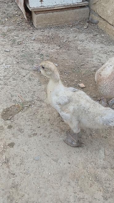 papuqay type 1: Cins lal ordekler macar qara zumrud qirmizi okuz lavanda findig reng — 6