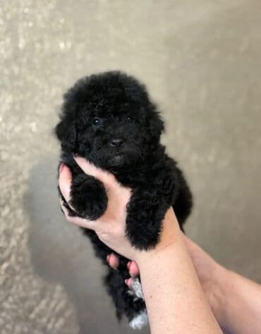 pitbull satılır: Pudel — 1