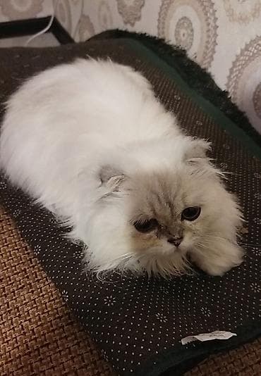 pisik yuvasi: Şinşilla — 1