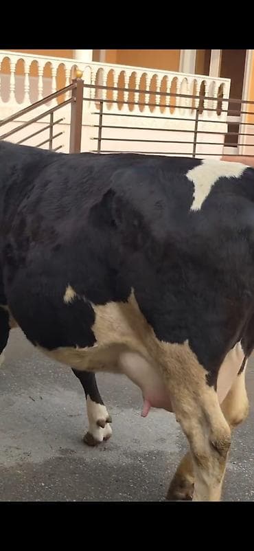 tap.az qaz: 8.10 güne dogacaq birinci qarina dogacaq bu cavan heyandi — 4